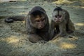 Adult male capuchin monkey an his little son lying on the beach and playing with sand Royalty Free Stock Photo