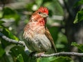 Adult Male Cassin\'s Finch