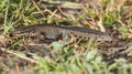 Palmate newt Lissotriton helveticus Royalty Free Stock Photo