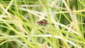 Adult Male Cherry-faced Meadowhawk Sympetrum internum Dragonfly Perched on Green Vegetation at a Marsh