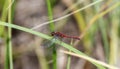 Adult Male Cherry-faced Meadowhawk Sympetrum internum Dragonfly Perched on Green Vegetation at a Marsh