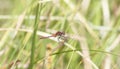 Adult Male Cherry-faced Meadowhawk Sympetrum internum Dragonfly Perched on Green Vegetation at a Marsh