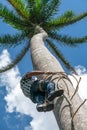 Adult male climbs coconut tree to get coco nuts