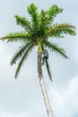 Adult male climbs coconut tree to get coco nuts