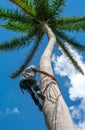 Adult male climbs coconut tree to get coco nuts
