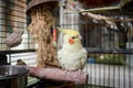 Adult male cockatiel seen perched within his opened bird cage, located in a conservatory.