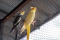 Adult male cockatiel seen perched within his opened bird cage