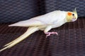 Adult male cockatiel seen perched within his opened bird cage