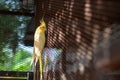 Adult male cockatiel seen perched within his opened bird cage