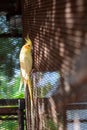 Adult male cockatiel seen perched within his opened bird cage