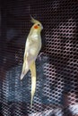 Adult male cockatiel seen perched within his opened bird cage