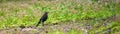 A young common blackbird walking on the ground