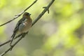 An adult male common chaffinch Fringilla coelebs perched on a tree branch in a city park of Berlin. Royalty Free Stock Photo