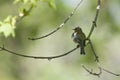 An adult male common chaffinch Fringilla coelebs perched on a tree branch in a city park of Berlin. Royalty Free Stock Photo