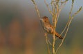 Adult male Common grasshopper warbler sings his early song