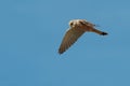An adult male Common Kestrel hunting, hovering flight. Royalty Free Stock Photo
