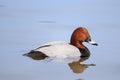 Adult Male Common Pochard Dive Duck