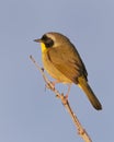 Adult male Common Yellowthroat Royalty Free Stock Photo