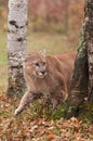 Adult Male Cougar (Puma concolor) Creeps Around Tree