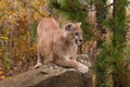 Adult Male Cougar (Puma concolor) Crouches on Rock