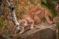 Adult Male Cougar (Puma concolor) Crouches on Rock Royalty Free Stock Photo