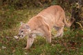 Adult Male Cougar Puma concolor Prowls Left Royalty Free Stock Photo