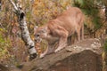 Adult Male Cougar (Puma concolor) Slinks Down Rock Royalty Free Stock Photo