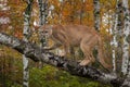 Adult Male Cougar Puma concolor Slinks Up Birch Branch Autumn Royalty Free Stock Photo