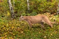 Adult Male Cougar (Puma concolor) Stalks