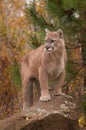 Adult Male Cougar Puma concolor Stands Atop Rock