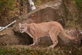 Adult Male Cougar Puma concolor Stands at Den Entrance