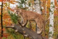 Adult Male Cougar (Puma concolor) Tongue Out Royalty Free Stock Photo