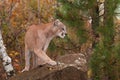 Adult Male Cougar (Puma concolor) Turns Right Atop Rock