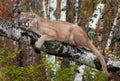 Adult Male Cougar (Puma concolor) Clings to Branch Snarling