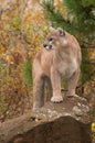 Adult Male Cougar (Puma concolor) Looks Left from Atop Rock