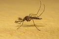 Adult Male Culicine Mosquito Insect Royalty Free Stock Photo