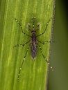 Adult Male Culicine Mosquito Insect Royalty Free Stock Photo