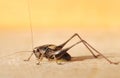 Adult male dark bush cricket
