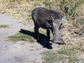 adult male Desert Warthog, Phacochoerus aethiopicus, foraging in grassland. Botswana Royalty Free Stock Photo