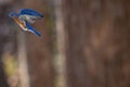 Adult Male Eastern Bluebird in Flight in the Woods of Northern Virginia Royalty Free Stock Photo