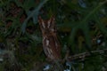 Adult male Eastern screech owl on tree branch Royalty Free Stock Photo