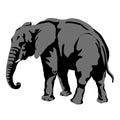 Adult male elephant Royalty Free Stock Photo