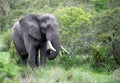 Adult male Elephant in Botsvana Royalty Free Stock Photo