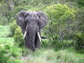 Adult male elephant is in the camera Royalty Free Stock Photo