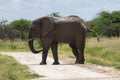 Adult male elephant crossing the road Royalty Free Stock Photo