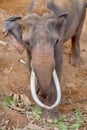 Adult male elephant with its tuskivory and trunk chained in elephant camp site at Kanchanaburi, Thailand February 15, 2019