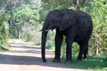 An adult male elephant in the shade