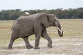 Adult male elephant walking on the African savannah with white bird on back Royalty Free Stock Photo