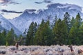 Adult Male Elk and his herd - Grand Tetons