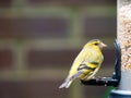 Adult male Eurasian siskin, Spinus spinus, on bird feeder in gar